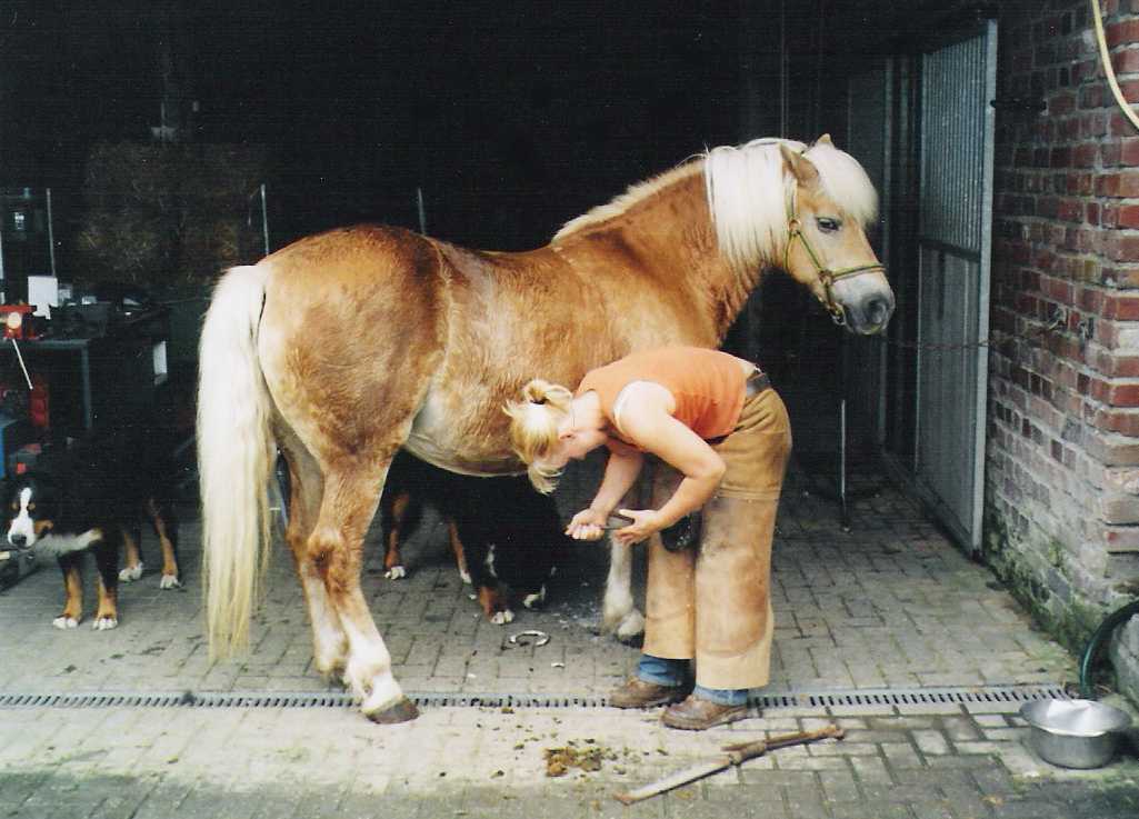 Beschlag am eigenen Pferd "Mary"